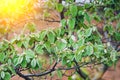 Quince fruit blooms on a branch during spring flowering. flowering trees in the orchard. selective focus Royalty Free Stock Photo