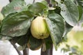 Quince fruit on branches on the tree hidden in green leaves