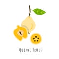 Quince fruit flat vector illustration