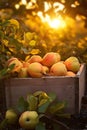 Quince fruit harvested in a wooden box in a field with sunset.