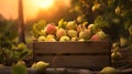 Quince fruit harvested in a wooden box in a field with sunset.