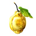 Quince fruit with leaf on white