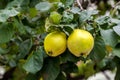 Quince fruit ripe on tree from orchard Royalty Free Stock Photo