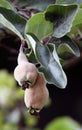 Quince fruit on the tree