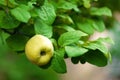 Quince fruit on tree Royalty Free Stock Photo