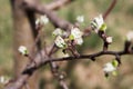 Quince fruit tree began to bloom leaves and twigs in garden in early spring Royalty Free Stock Photo