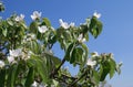 Quince fruit tree blossoms Royalty Free Stock Photo