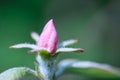 Quince fruit tree pale pink and rose hairy blossom bud texture macro,