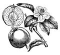 Quince Fruit vintage illustration