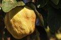 Quince. Fruits and gardens.