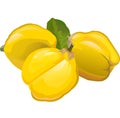 Quince. Garden fruit. Ripe. Vector illustration. Isolated object. Royalty Free Stock Photo