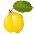 Quince. Garden fruit. Ripe. Vector illustration. Isolated object. Royalty Free Stock Photo