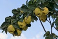 Quince growing on a branch Royalty Free Stock Photo