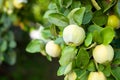 Quince grows on tree in an organic garden. Harvest concept. Vitamins, vegetarianism, fruits. Quinces. Copy space. Ripe quince frui