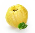 Quince isolated white background