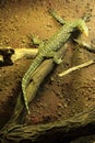 Quince Monitor