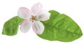 Quince or pear tree flower with green spring leaves isolated on white background with clipping path. Close-up, macro