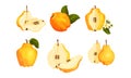 Quince Pome Fruit Whole and Halved Vector Set