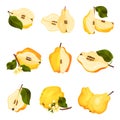 Quince Pome Fruit Whole and Halved Vector Set