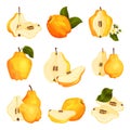 Quince Pome Fruit Whole and Halved Vector Set