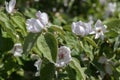 Quince Spring Blossom Close Up