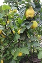 Quince tree