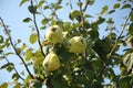 Quince tree Royalty Free Stock Photo