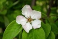 Quince tree bloomed in the spring. Flowering tree. Royalty Free Stock Photo