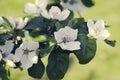 Quince tree blooming with white flowers in the spring Royalty Free Stock Photo