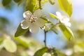 Quince tree blooming with white flowers in the spring, blooming branch of Quince Cydonia oblonga Royalty Free Stock Photo