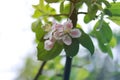 Quince tree blooming with white flowers in the spring, blooming branch of Quince Cydonia oblonga Royalty Free Stock Photo