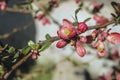 Quince tree branch with with flowers in spring time Royalty Free Stock Photo