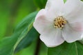 Quince tree flower Royalty Free Stock Photo