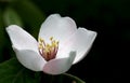Quince tree flower Royalty Free Stock Photo
