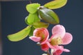 quince tree flower japanese Royalty Free Stock Photo