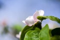 Quince tree flower Royalty Free Stock Photo