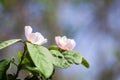 Quince tree flower Royalty Free Stock Photo