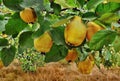 Quince tree Royalty Free Stock Photo