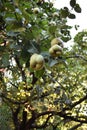 Close up of three quince fruit on Quince Tree