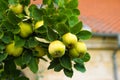 Quince tree growing in the garden.