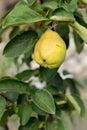 Quince on the tree, raw fruits, home growing concept