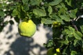 Quince tree with ripe fruit.Yellow ripe quince.Quince is ready f