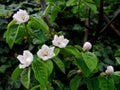 Quince tree white flowers and green leaves soaked with rain water drops Royalty Free Stock Photo