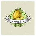 Quince Vintage, hand drawn fresh fruits background, summer plants, vegetarian and organic citrus and other, engraved.