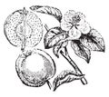 Quince vintage illustration Royalty Free Stock Photo