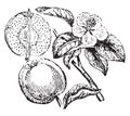 Quince vintage illustration