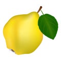 Quince on a white background. Royalty Free Stock Photo