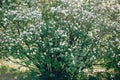 Quince white flowers on tree branches in sunny spring garden. Cydonia oblonga tree blooming with white flowers in spring orchard Royalty Free Stock Photo