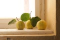 Quince on the window sill Royalty Free Stock Photo