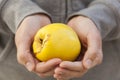 Quince in woman's hands